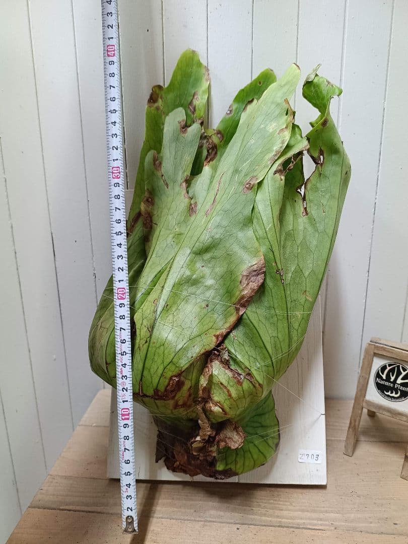 Z703【板付！LLサイズ】ビカクシダ グランデ ワイルド 現地球3/19輸入