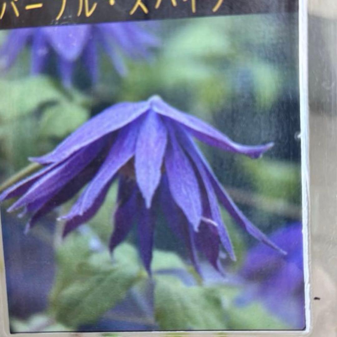 クレマチス　苗　パープルスパイダー　希少　今年咲きます❣️ アトラゲネ系