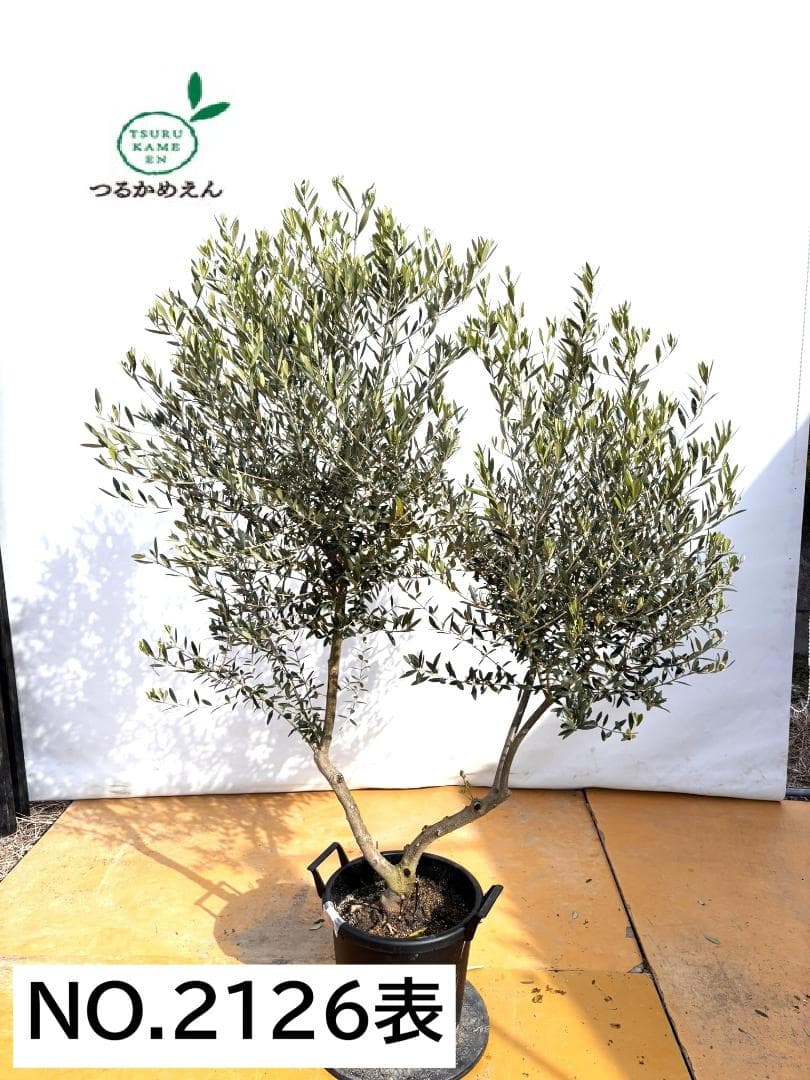 オリーブの木　ネバディロブランコ　大型　約180cm　NO.2126　人気　現品