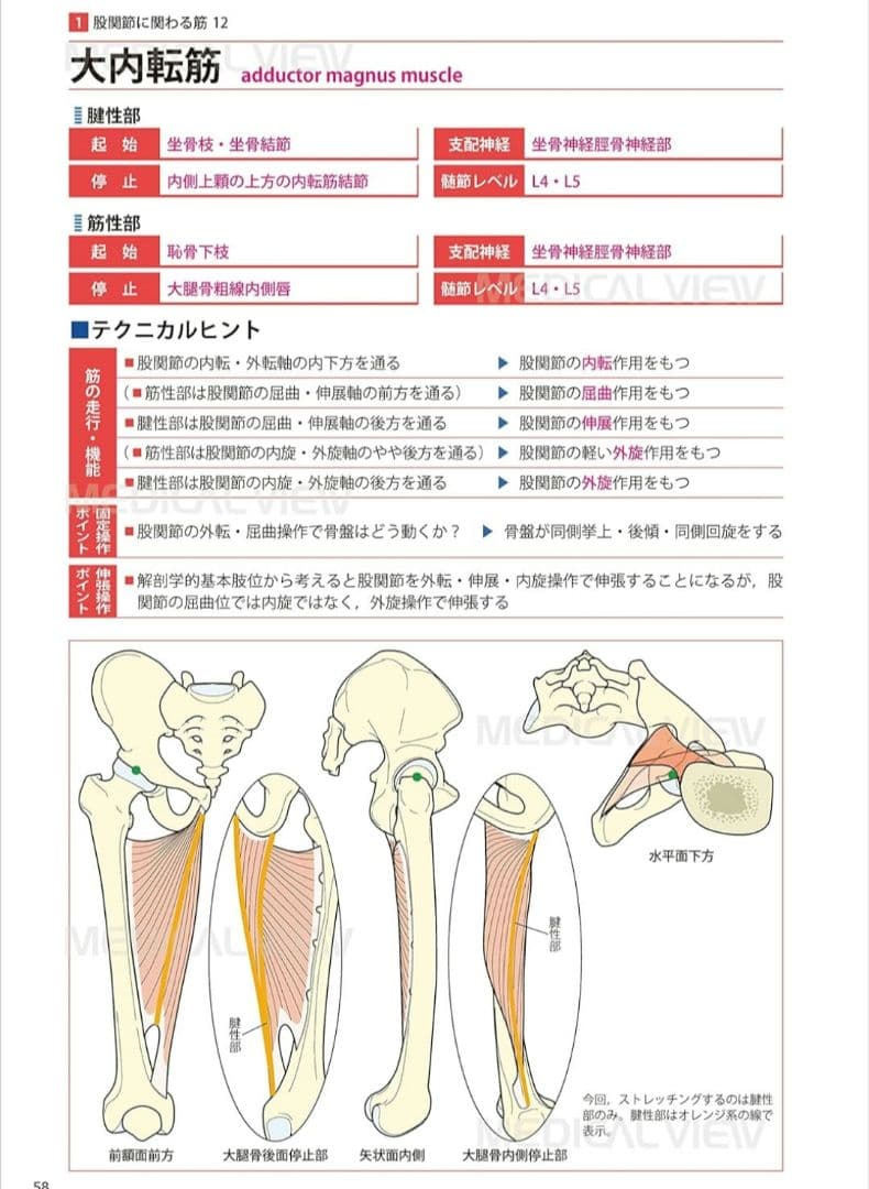 新品★機能解剖学的ストレッチング★上肢　下肢・体幹セット★配送無料