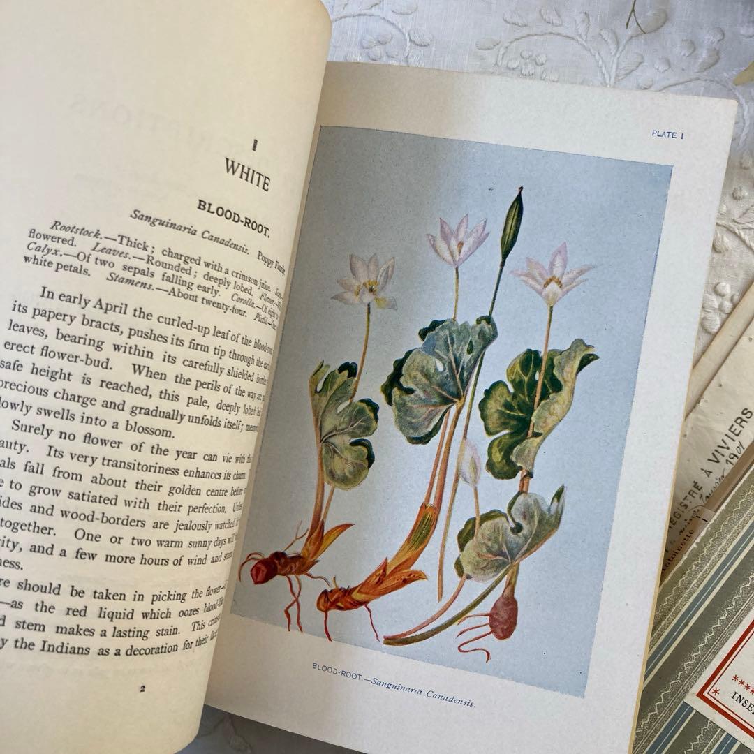 ★SALE★L809 洋書古書 1906年発行雰囲気たっぷりアンティーク植物図鑑