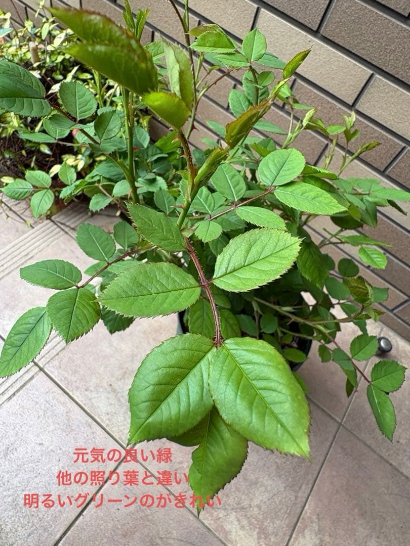 バラ苗 大苗 四季咲き 強香 イングリッシュローズ グレイス 7号鉢 掘り上げ苗