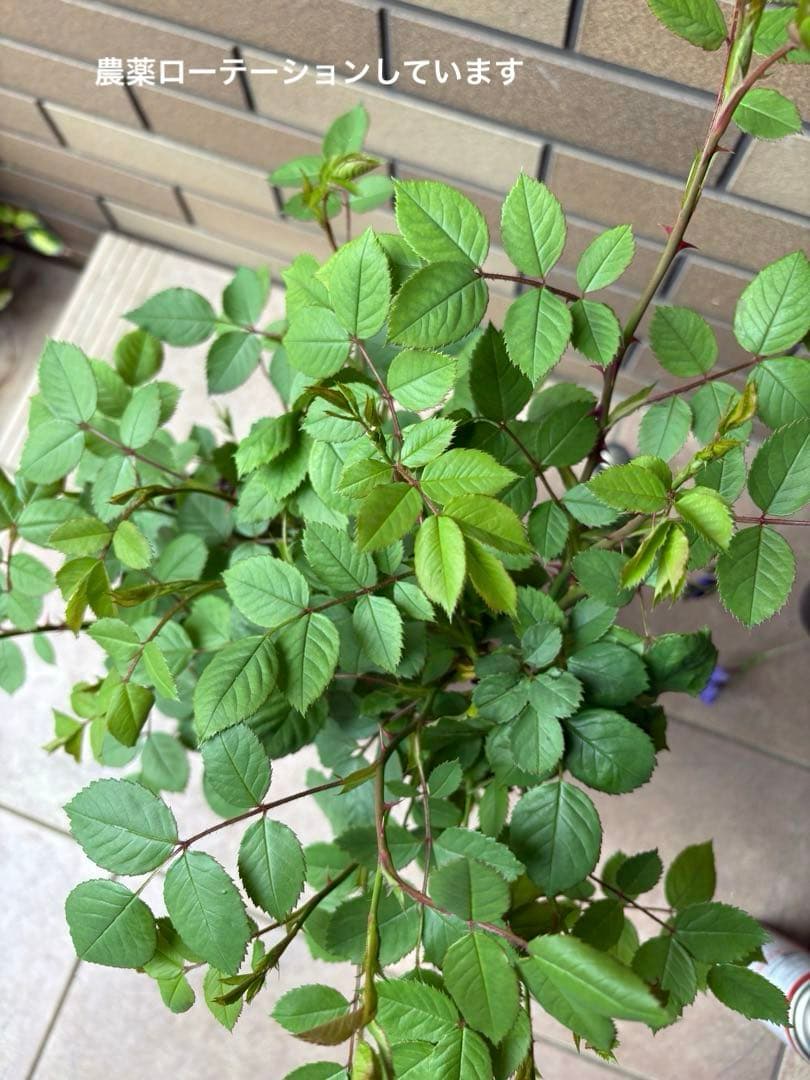 バラ苗 大苗 四季咲き 強香 イングリッシュローズ グレイス 7号鉢 掘り上げ苗