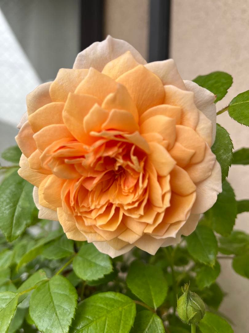 バラ苗 大苗 四季咲き 強香 イングリッシュローズ グレイス 7号鉢 掘り上げ苗