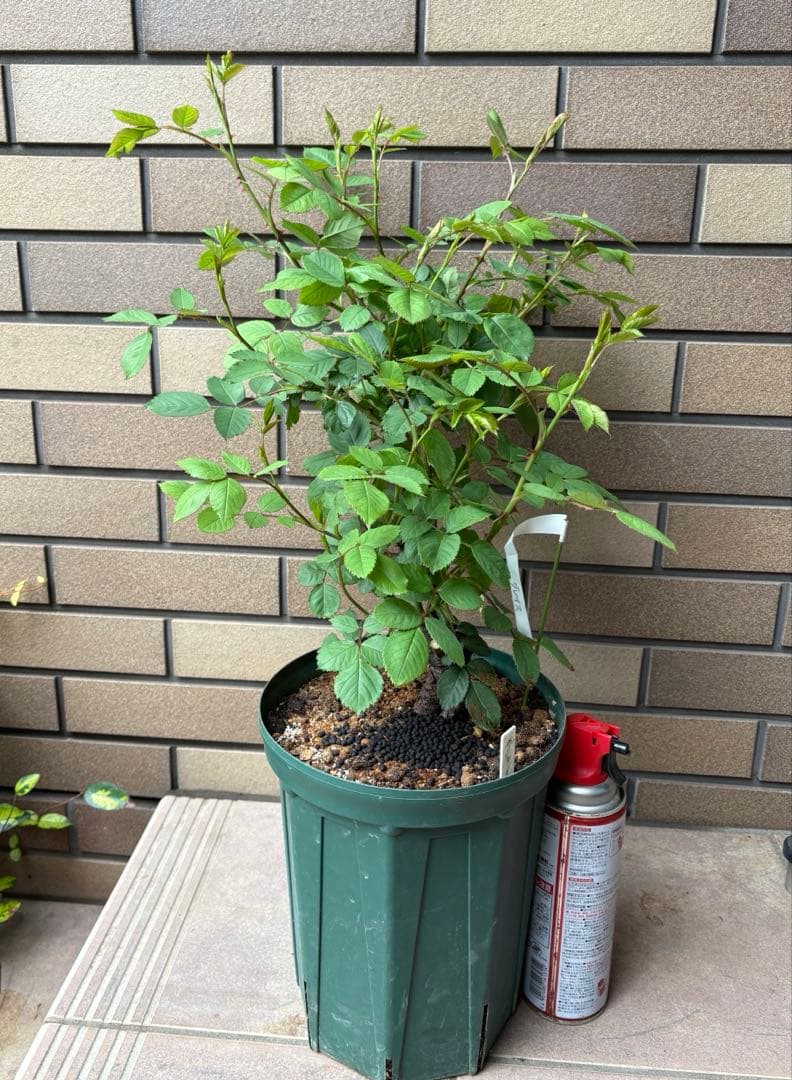 バラ苗 大苗 四季咲き 強香 イングリッシュローズ グレイス 7号鉢 掘り上げ苗