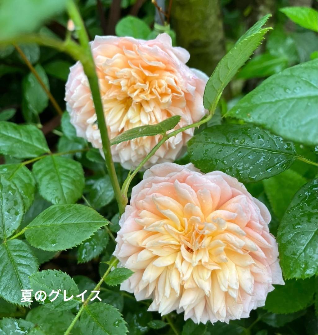 バラ苗 大苗 四季咲き 強香 イングリッシュローズ グレイス 7号鉢 掘り上げ苗