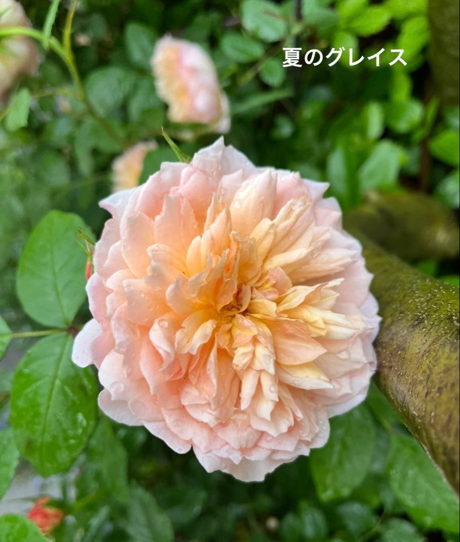 バラ苗 大苗 四季咲き 強香 イングリッシュローズ グレイス 7号鉢 掘り上げ苗