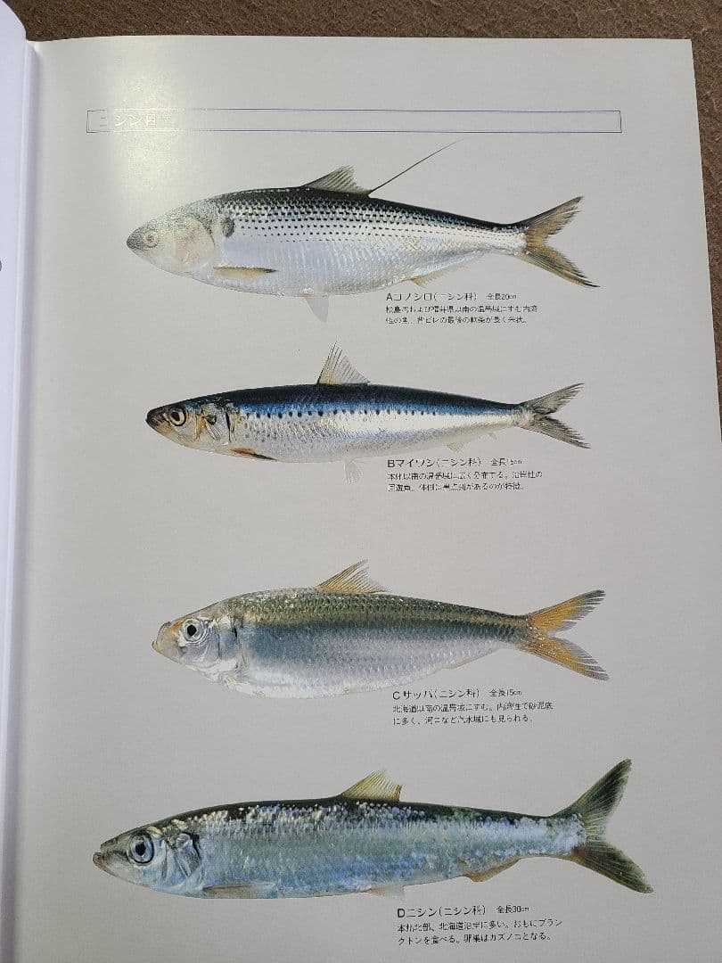 魚譜　大図鑑魚譜【全２巻】日本料理盛付精撰・日本食用魚介藻大図鑑