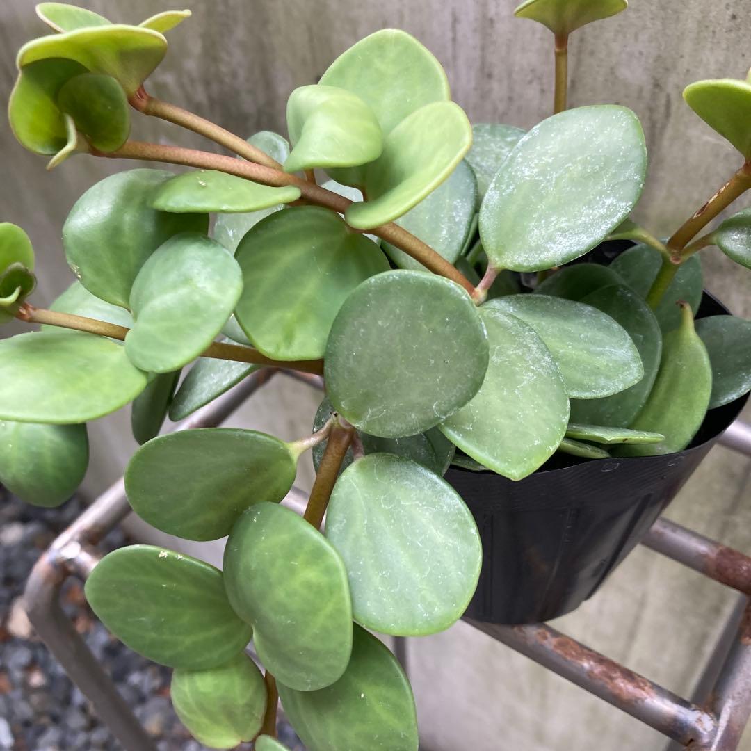 【SPRING SALE】①ぺぺロミア・ホープ　ポット苗発送♡