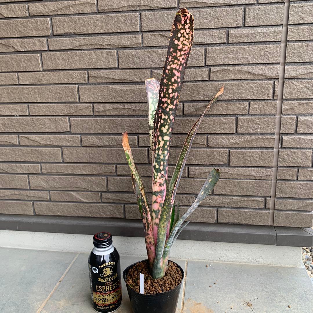 Billbergia Fire Works 子株付き