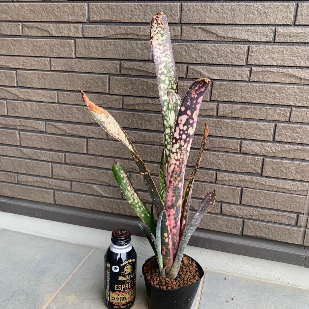 Billbergia Fire Works 子株付き