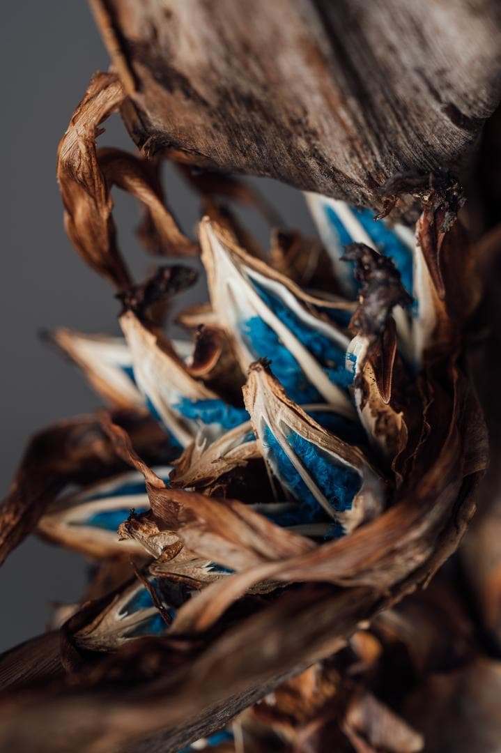 希少 旅人の樹（タビビトノキ）種子｜扇芭蕉