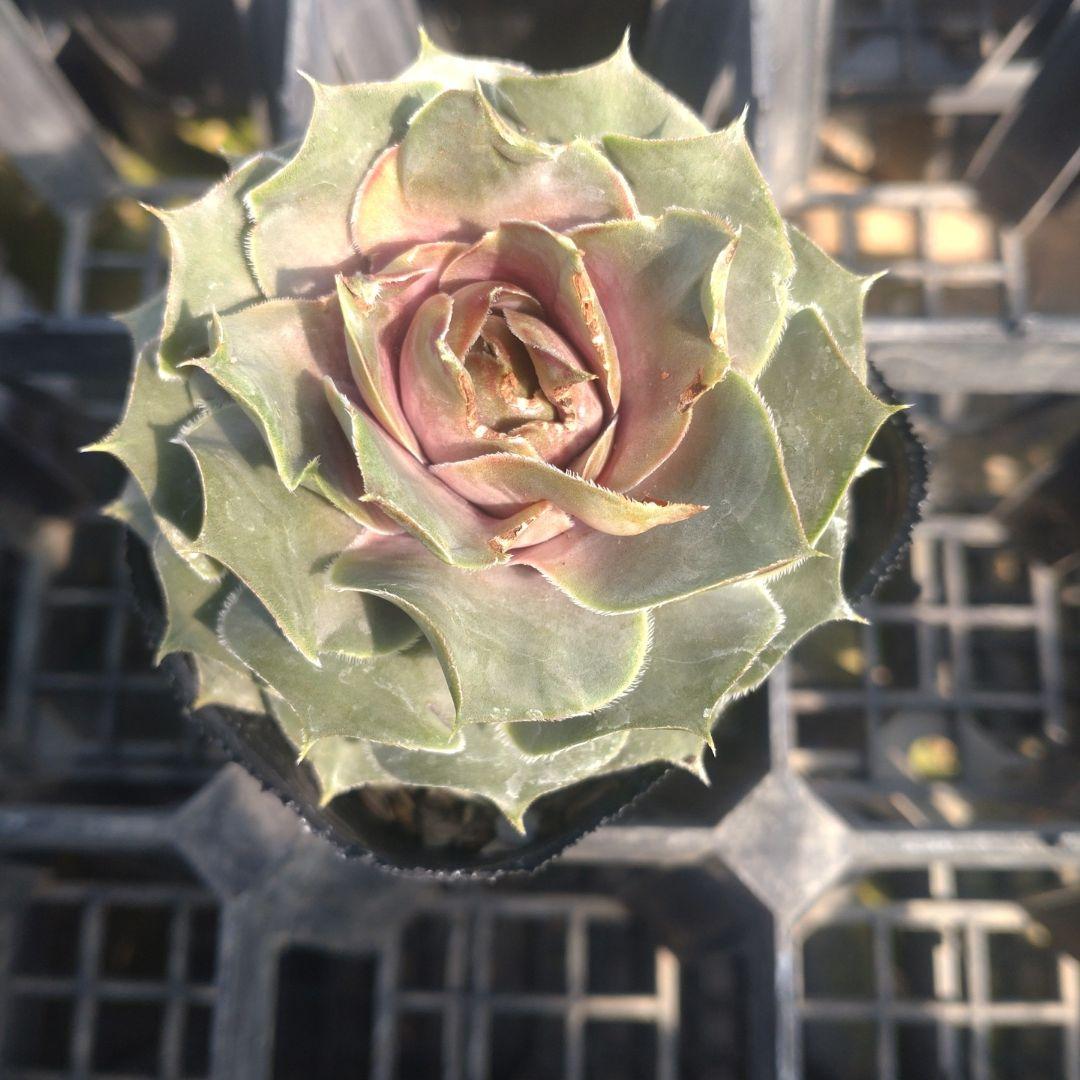 あまみんさん専用