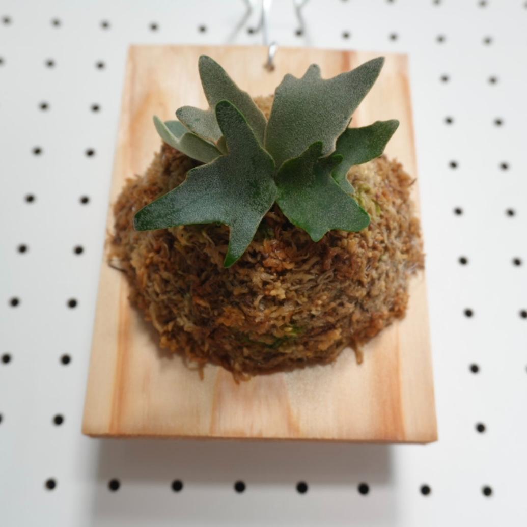 ビカクシダ YMDS ウィリンキー系 イエロームーンドワーフ　スポア Y-5