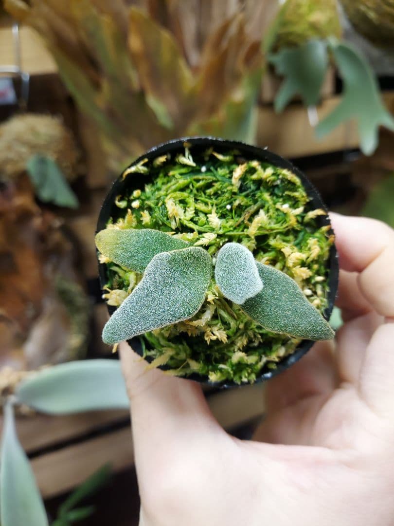 ドワーフ2株セット　胞子培養　2　ビカクシダ　コウモリラン