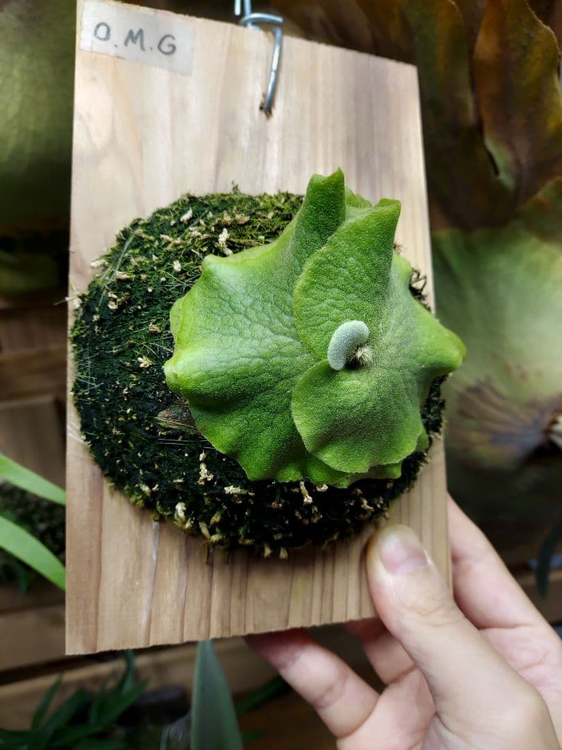 ドワーフ2株セット　胞子培養　2　ビカクシダ　コウモリラン