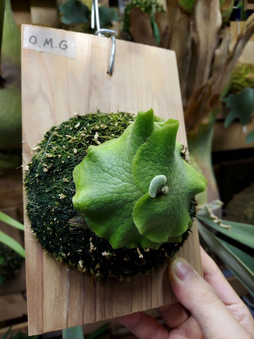 ドワーフ2株セット　胞子培養　2　ビカクシダ　コウモリラン