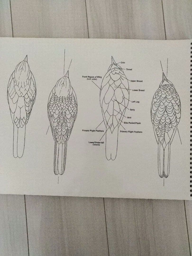 オオモズのバードカービング教本