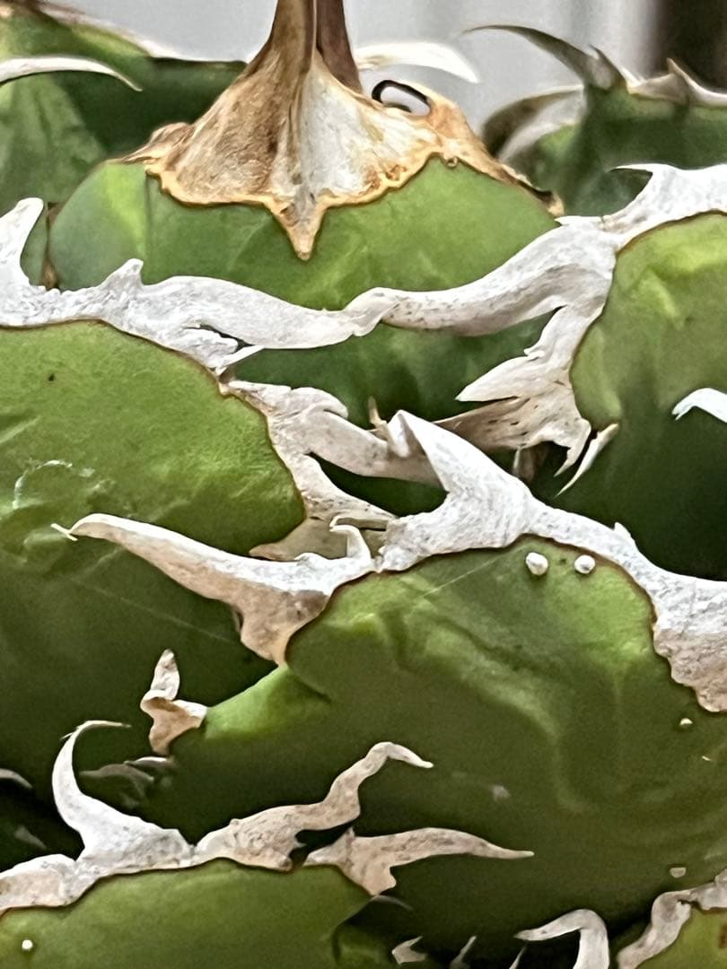 チタノタ 追星 CG01