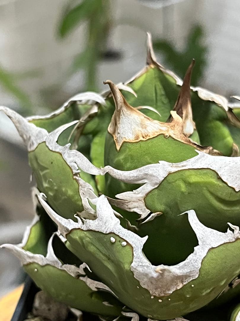 チタノタ 追星 CG01