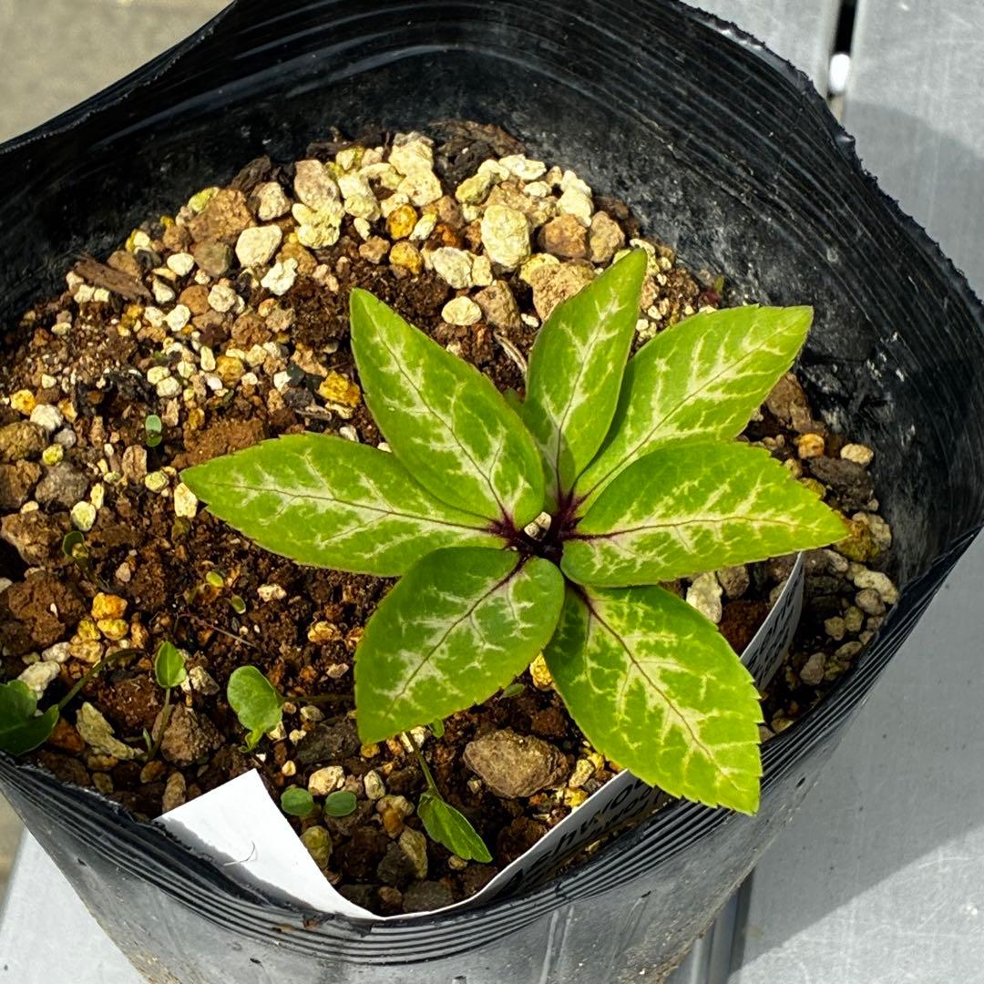 3916☘️2年間管理株☘️タグ付☘️超レア☘️⭐️BELCHERI⭐PINK ICE系⭐️