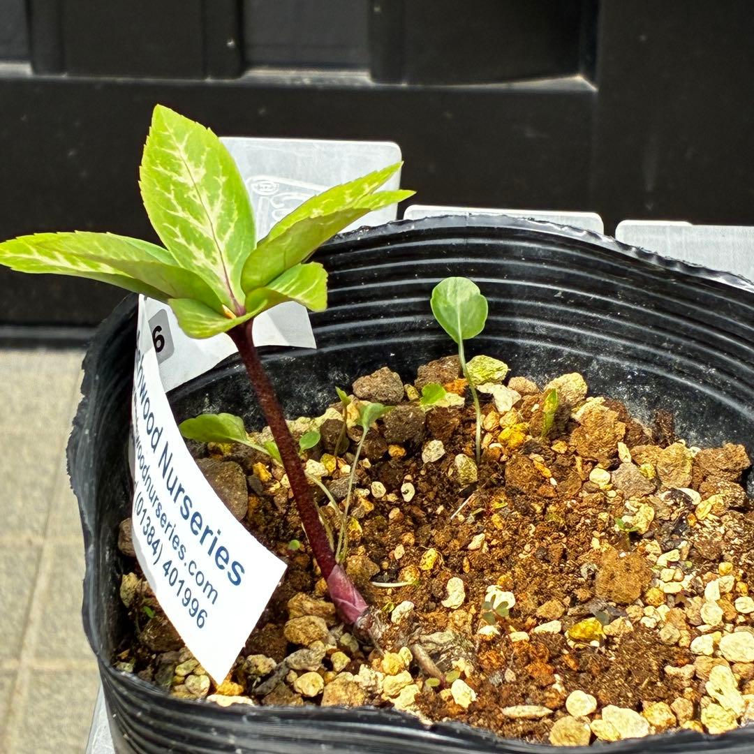 3916☘️2年間管理株☘️タグ付☘️超レア☘️⭐️BELCHERI⭐PINK ICE系⭐️