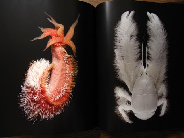 アート・デザイン・音楽 The Extraordinary Creatures of the Abyss