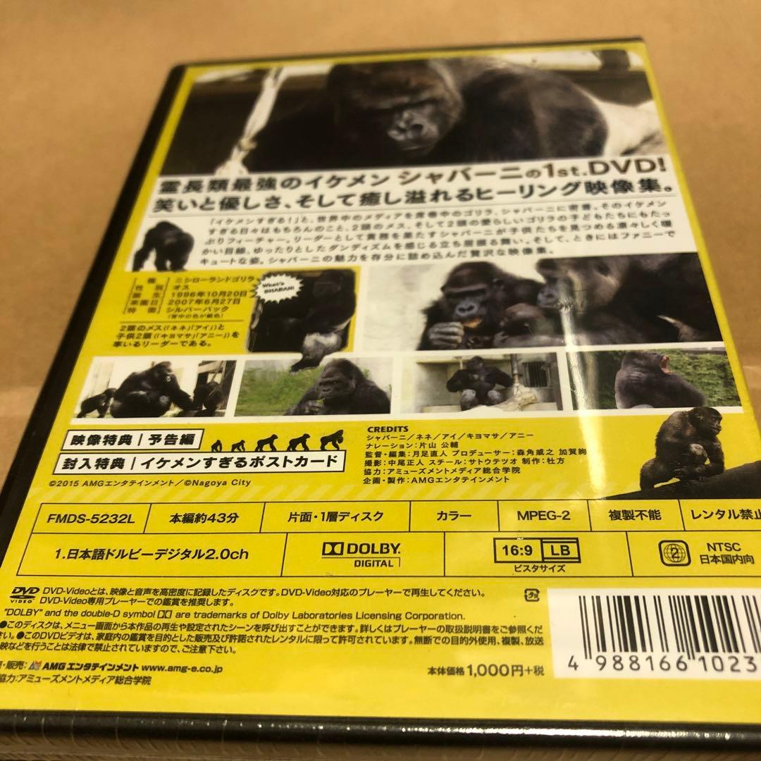 DVD 新品未開封 シャバーニ イケメンすぎるゴリラ。