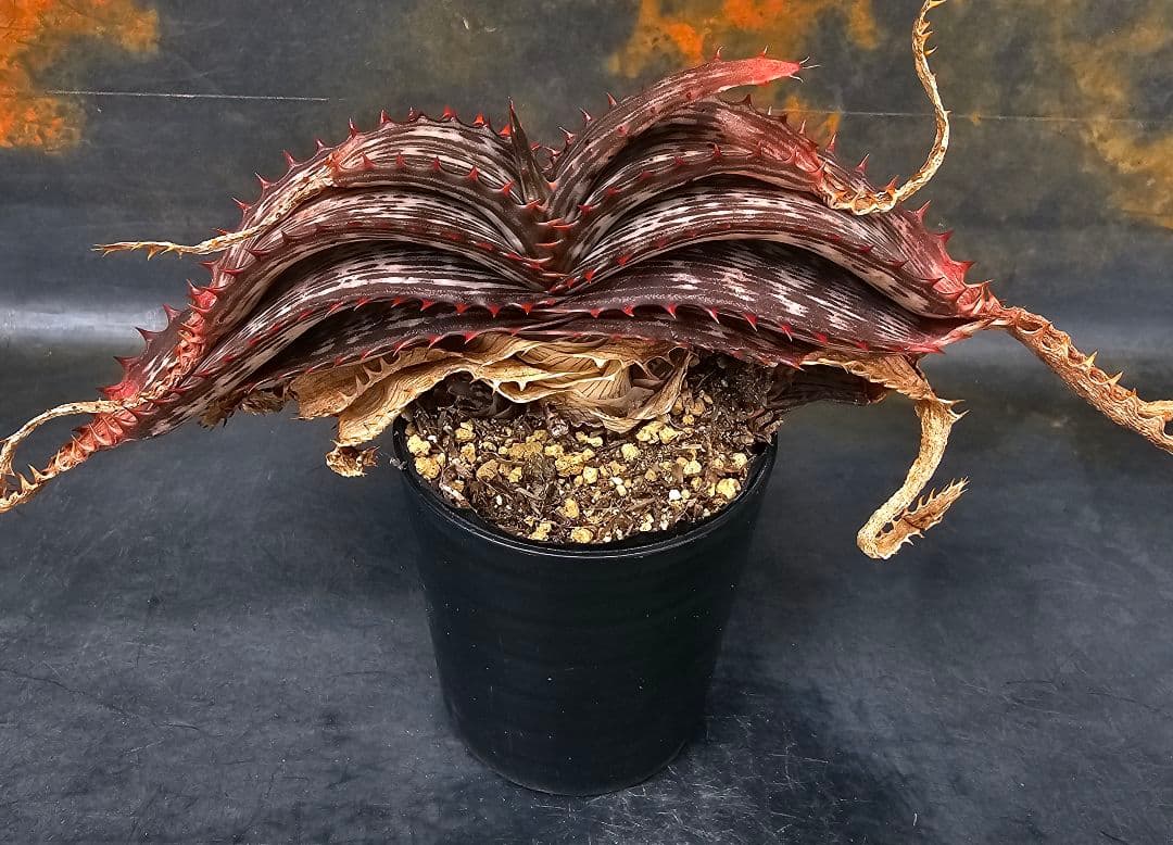 ハオルチア・アロエ Aloe branddraaiensis