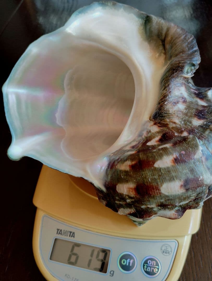 夜光貝　置物　飾り物　オブジェ