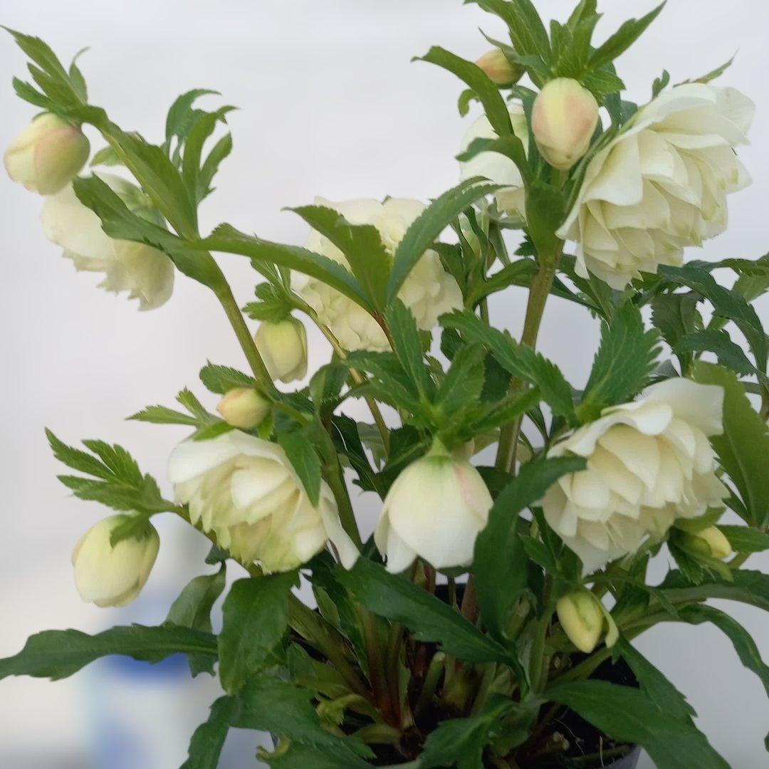 金曜日まで！値下げ！豪華！アレンジのよう！グリーンリップ系クリスマスローズ