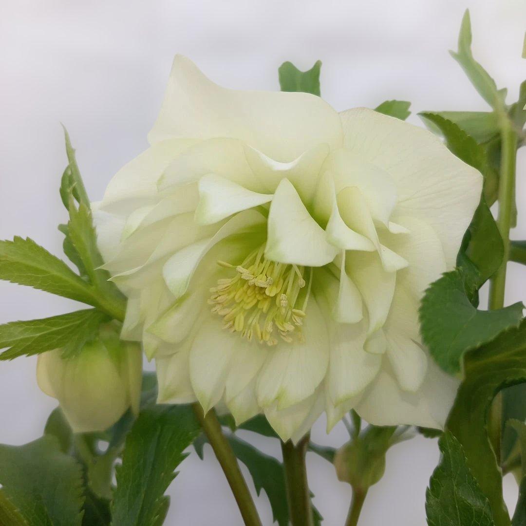 金曜日まで！値下げ！豪華！アレンジのよう！グリーンリップ系クリスマスローズ