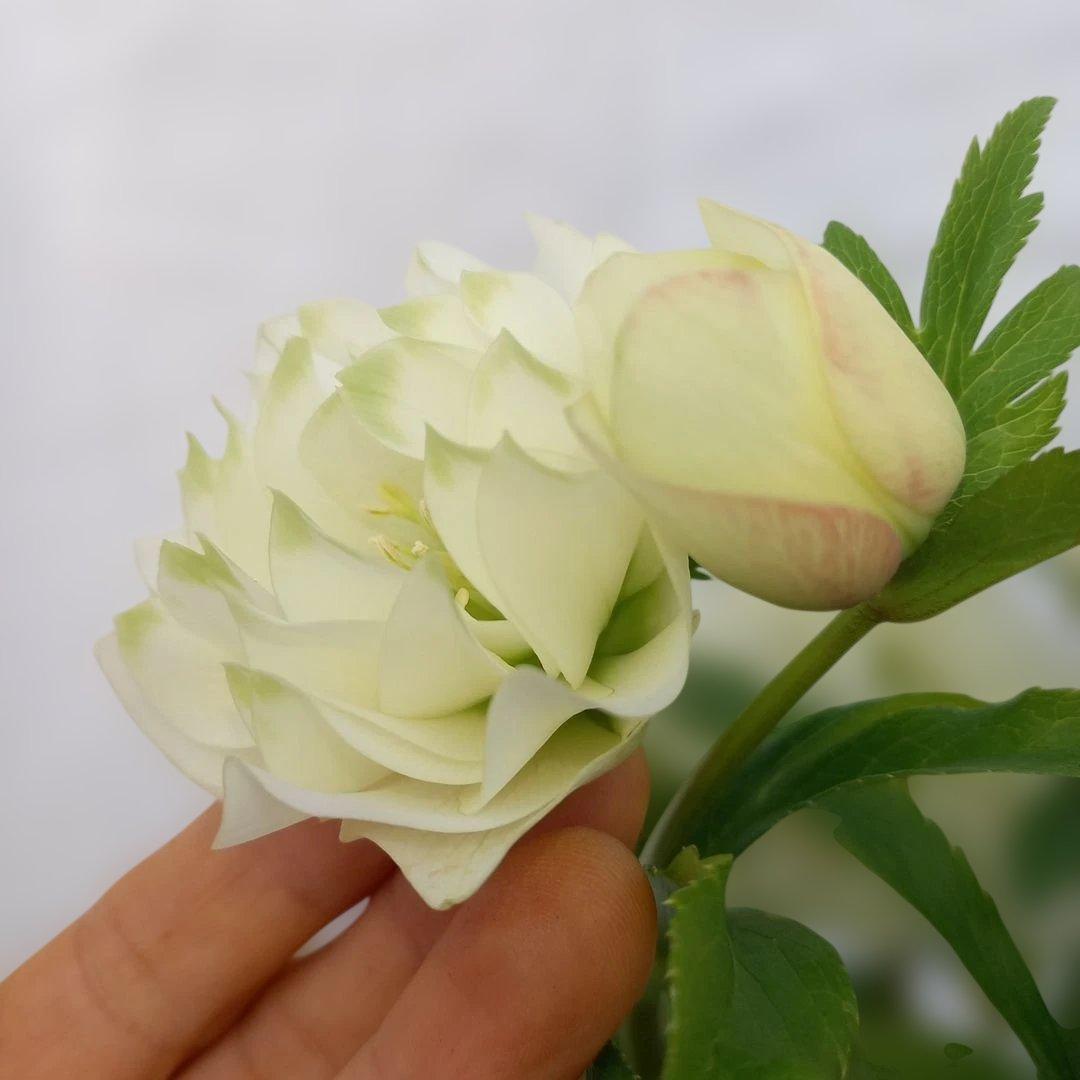 金曜日まで！値下げ！豪華！アレンジのよう！グリーンリップ系クリスマスローズ