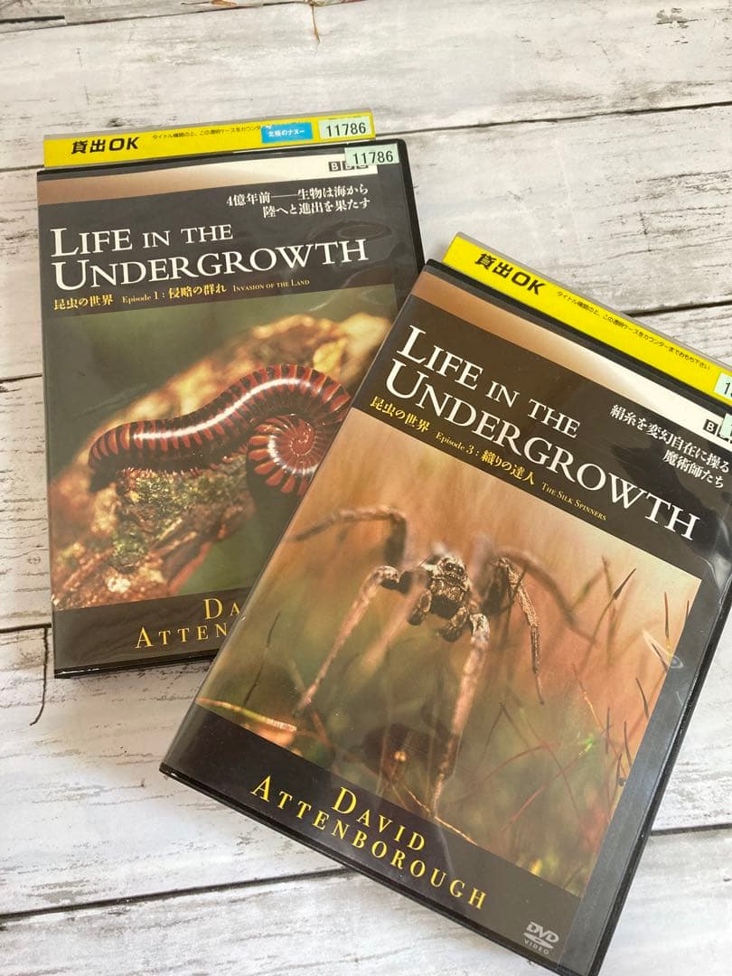 BBC 昆虫の世界　DVD 2枚セット　ライフインザアンダーグラウス