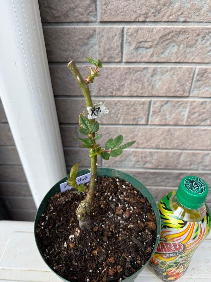 バラ苗　大苗　切り花　和バラ　流通少ない人気品種　3年生　鉢のまま　接木苗