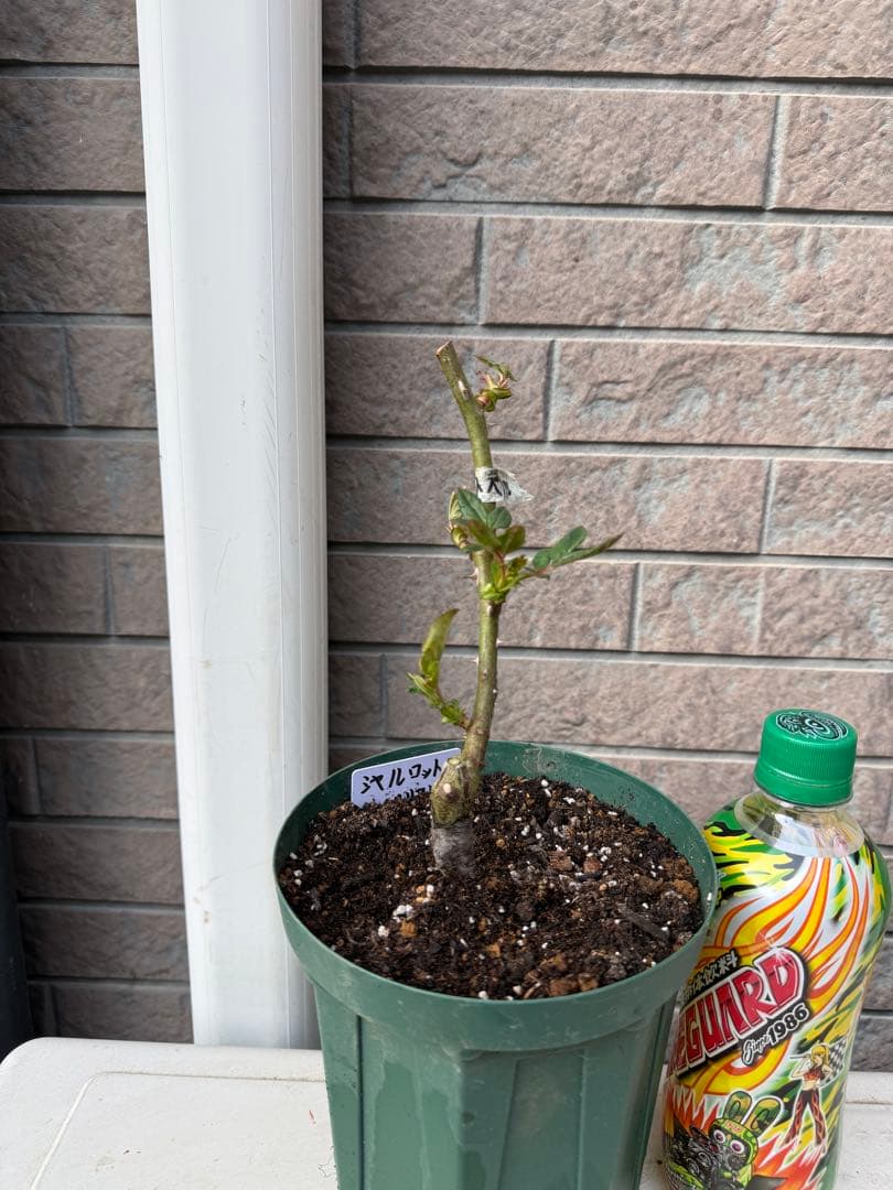 バラ苗　大苗　切り花　和バラ　流通少ない人気品種　3年生　鉢のまま　接木苗