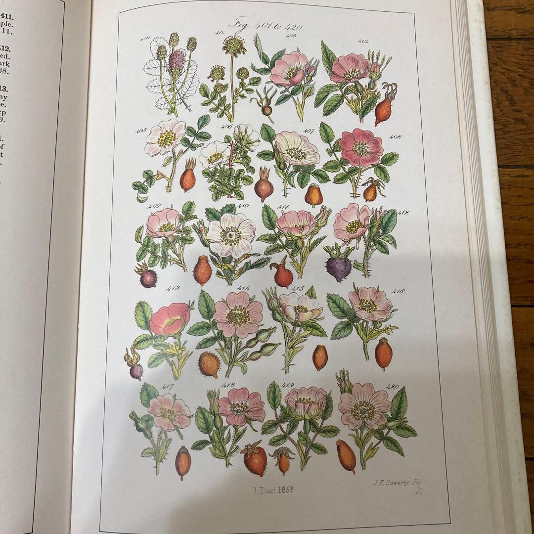 アンティークWILD  FLOWERS  by  John Ｅ. Sowerby