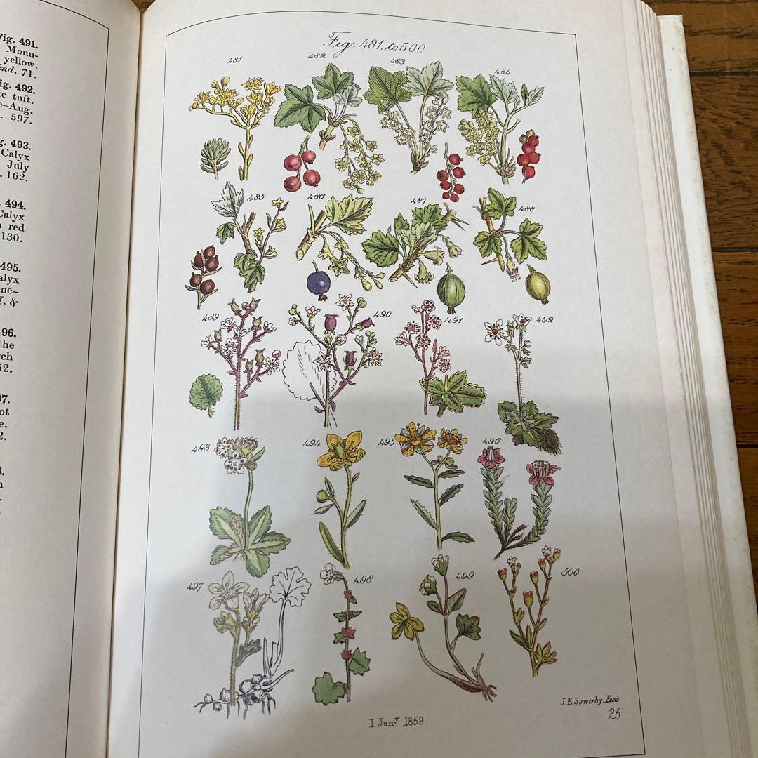 アンティークWILD  FLOWERS  by  John Ｅ. Sowerby