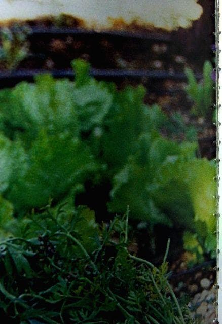 有機栽培スペイン有機農法パラデス・エン・クレスタイユ有機農業有機菜園有機野菜堆肥