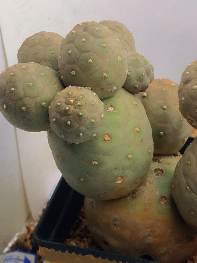 Q160多頭小型 緑色 球状サボテンテフロカクタス ゲオメトリクス（12