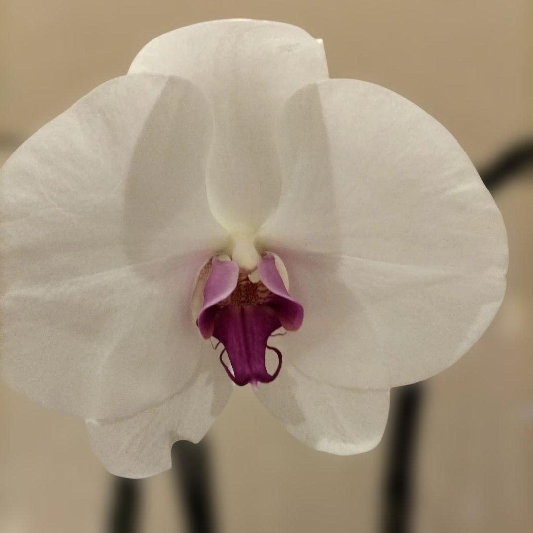 ファレノプシス（胡蝶蘭）鉢花　大輪　赤紫リップ　苗