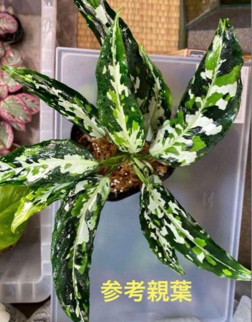 アグラオネマ ピクタム さんぷーる【AZ0720-XX】 Aglaonema