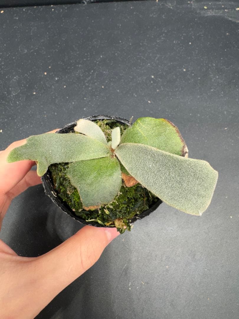 grandpa様 リクエスト 3点 まとめ商品