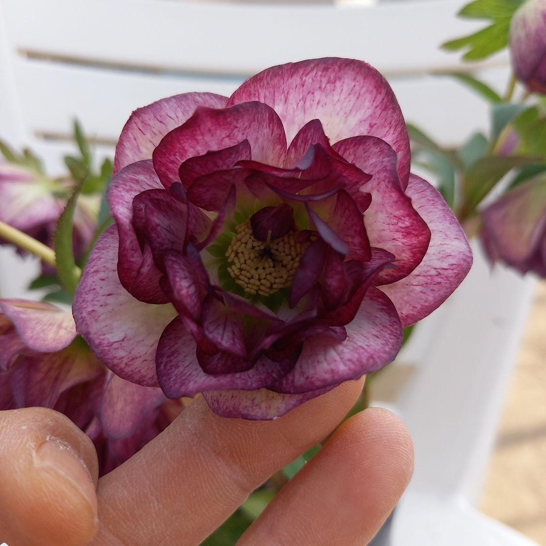 専用、値下げ！やや多弁⭐クリスマスローズ2個セット、苗、開花株