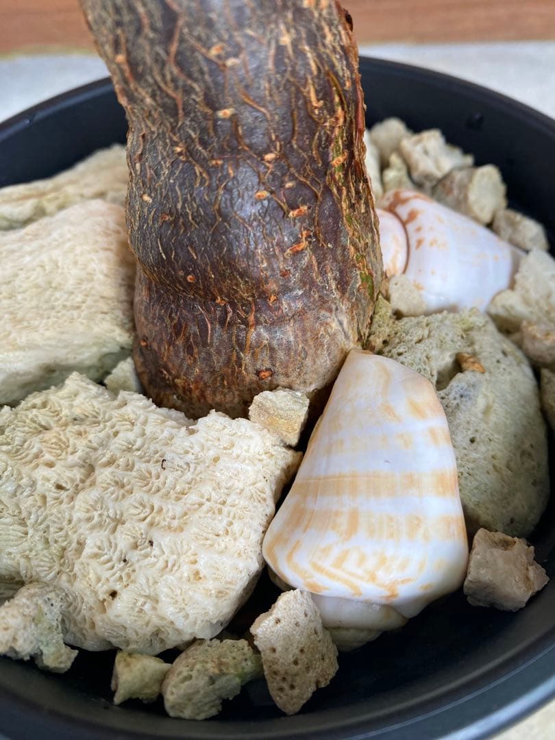 ◆パキラ(ミルキーウェイ接木)26-011◆プラ鉢◆写真現物をそのままお届け❗️