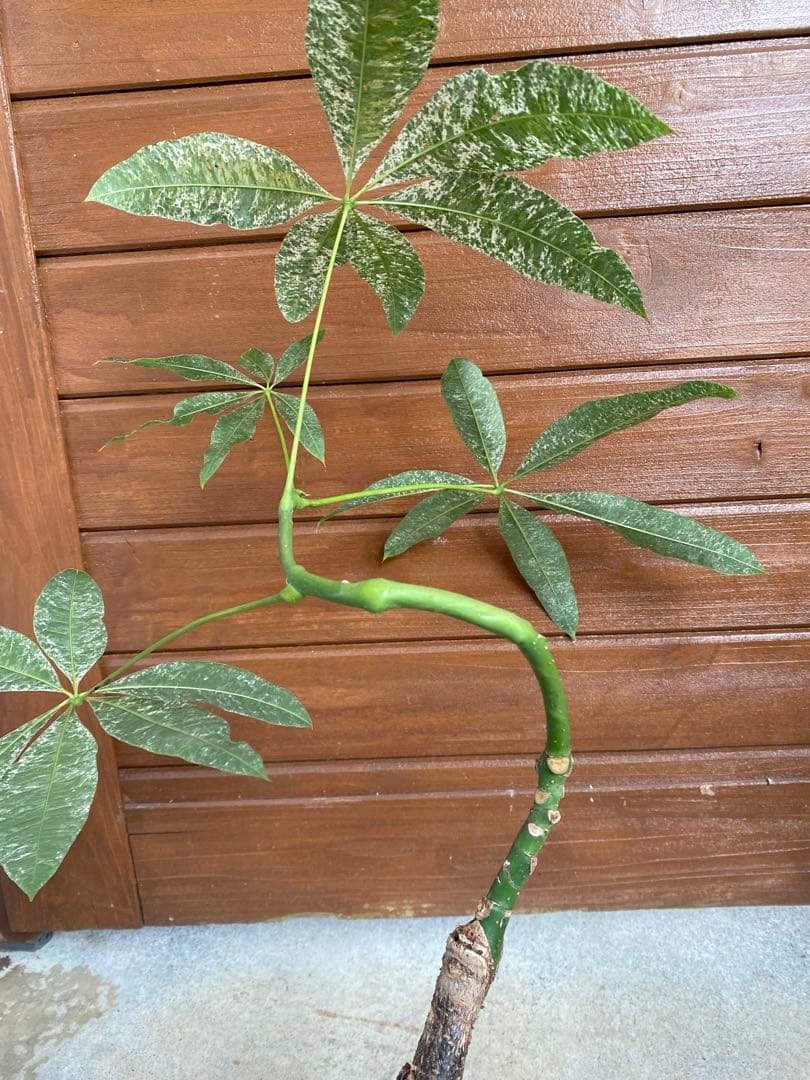 ◆パキラ(ミルキーウェイ接木)26-011◆プラ鉢◆写真現物をそのままお届け❗️