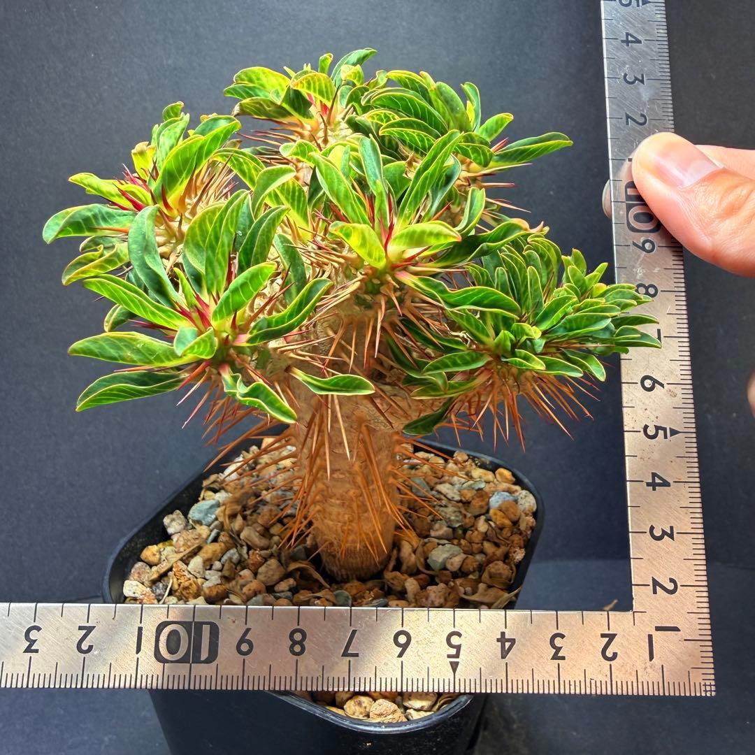 綴化 ユーフォルビア ギラウミニアナ 実生