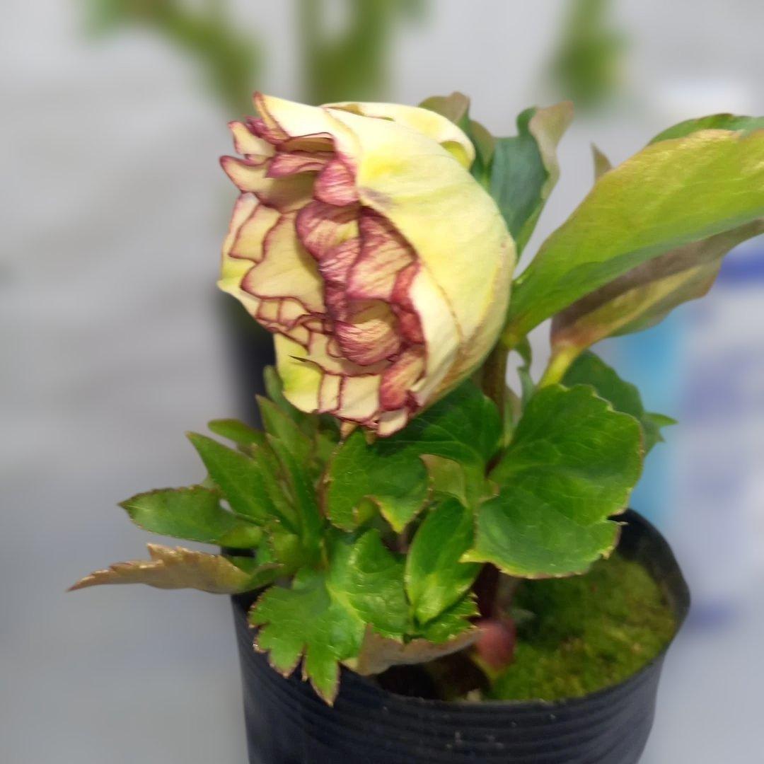 金曜日まで！値下げ！花びらフリンジ系、ひらひら可愛い！クリスマスローズ4個セット