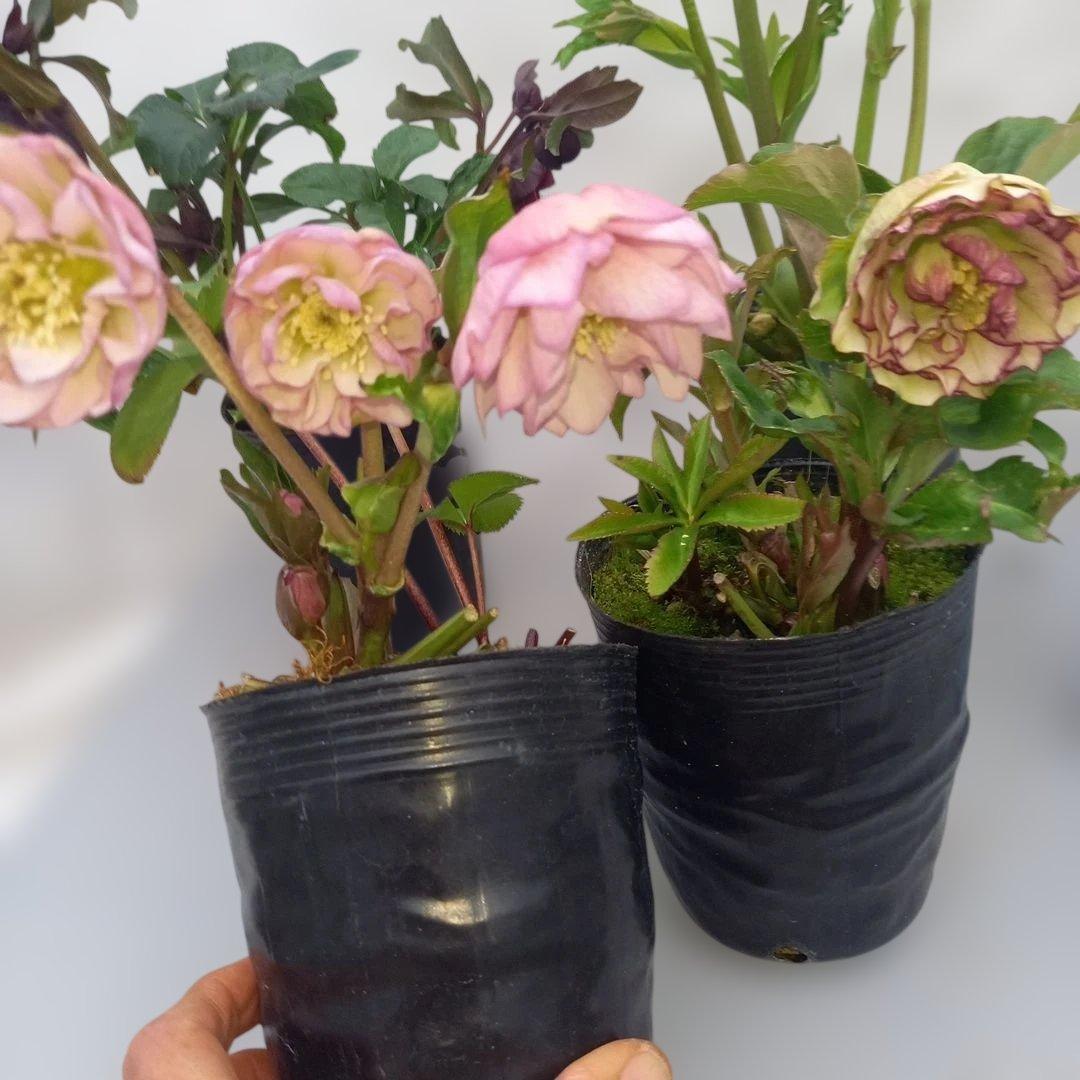 金曜日まで！値下げ！花びらフリンジ系、ひらひら可愛い！クリスマスローズ4個セット