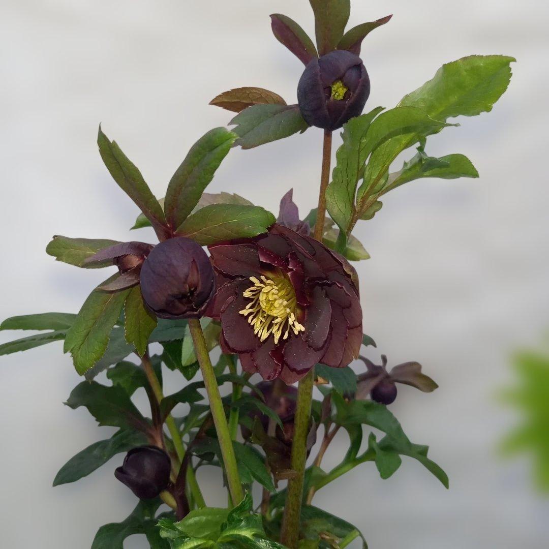 金曜日まで！値下げ！花びらフリンジ系、ひらひら可愛い！クリスマスローズ4個セット